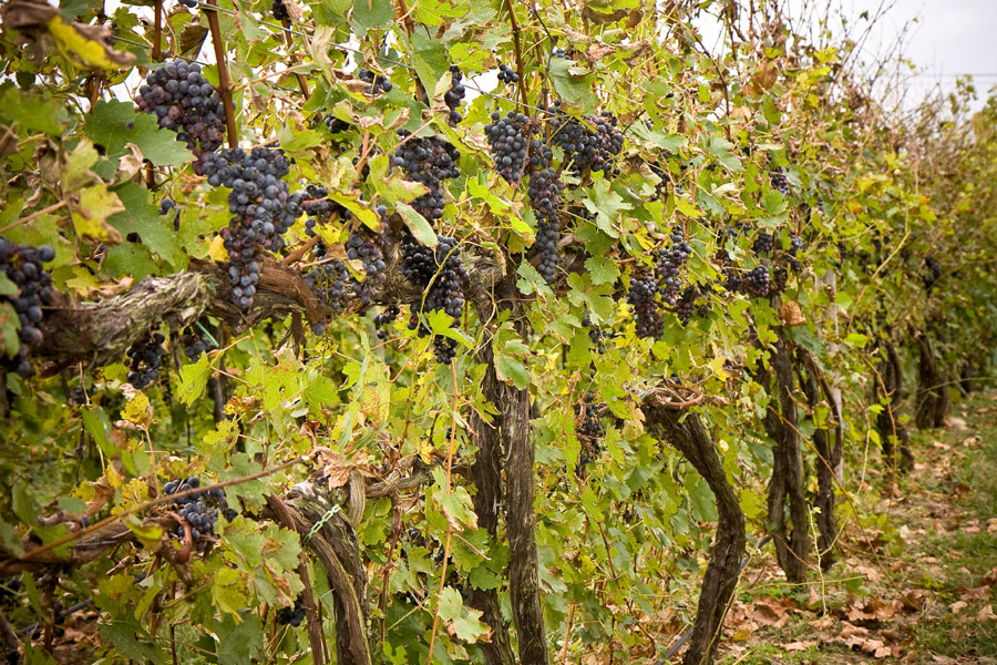 Paradocx Vineyard
