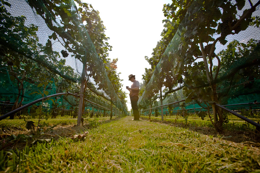 Va La Vineyards