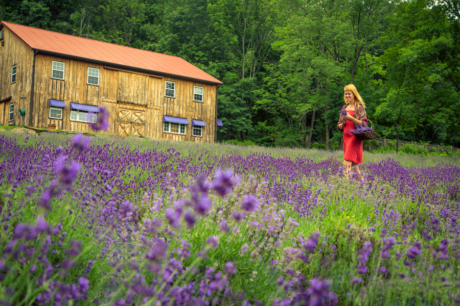 Peace Valley Lavender Farm
